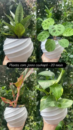 Plantas com jarro - 20 reais