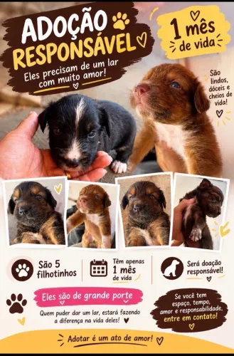 Filhotes de cachorro com 1 mês