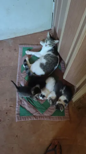 Doa-se filhotes de gato