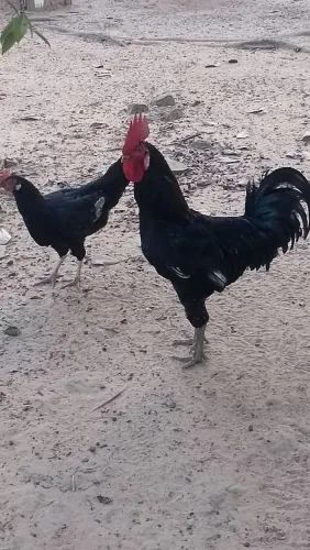 Galo e Galinha Caipira