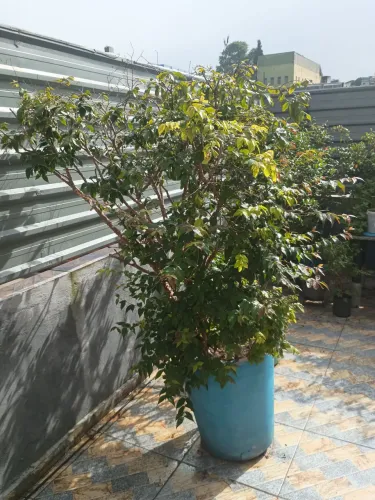 JABUTICABA, PITANGA, CEREJA PRETA