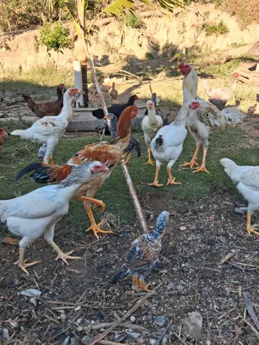 Frangos e Frangos total 10 aves gigante 