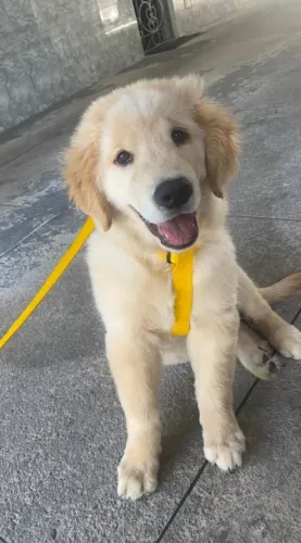 GOLDEN RETRIEVER