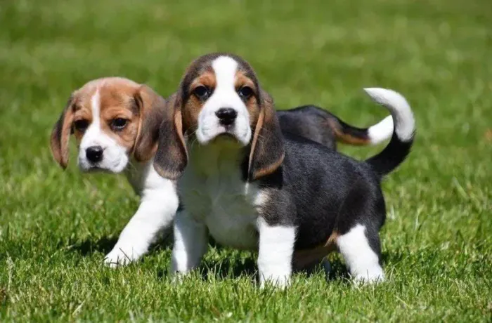 Filhote Beagle, Seja recebido todos os dias com pulinhos e felicidade!