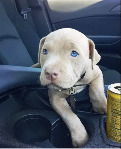 Pitbull - Cachorrinho Que Pode Transformar Sua Procura Em Uma Ótima Escolha