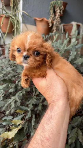 Cavalier King Spaniel fêmea na cor Rubi