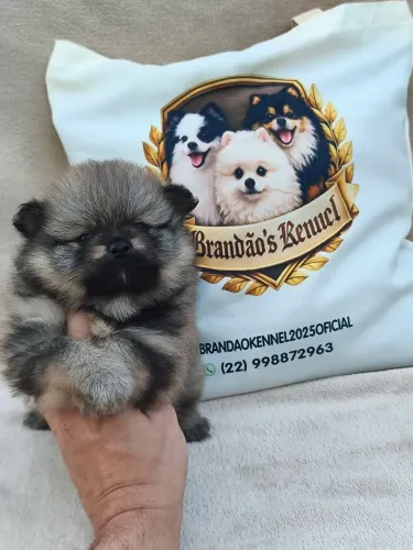 Filhotes de Spitz Alemão Disponíveis 