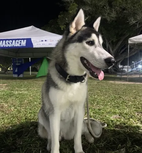 Husky