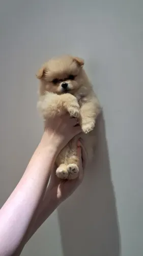 Lulu da pomerania 