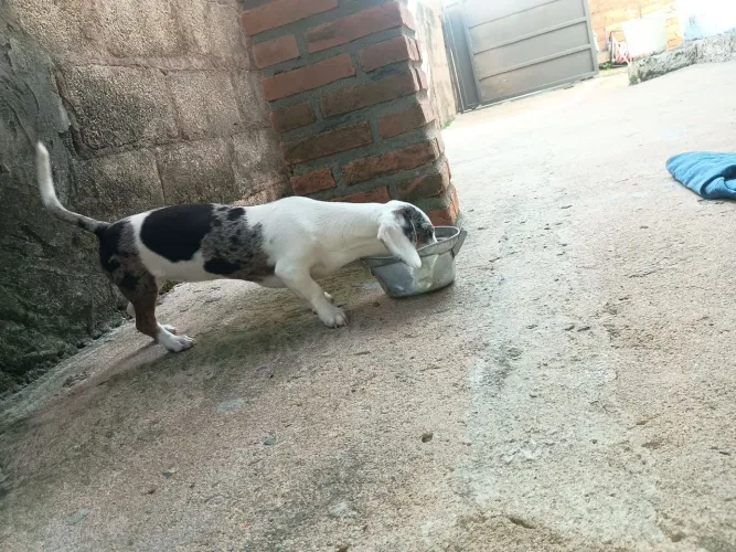 Vendo Basset salsicha 10 mês