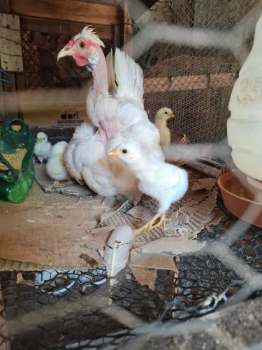 Pintinhos disponíveis 