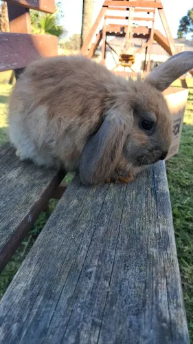 Coelhos fofinhos Macho filhote
