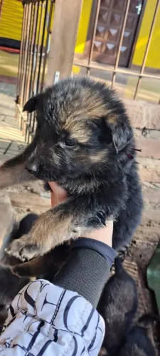 Vendo cachorro 