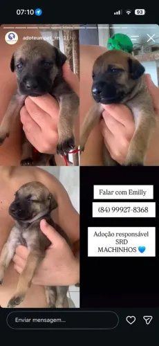 Doação pets