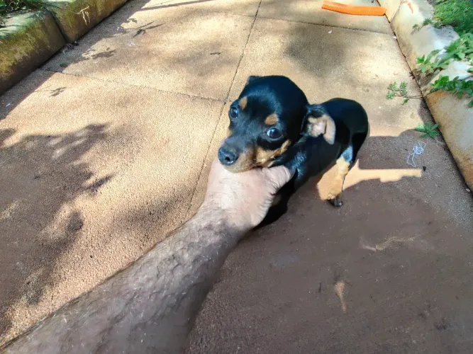 Pincher