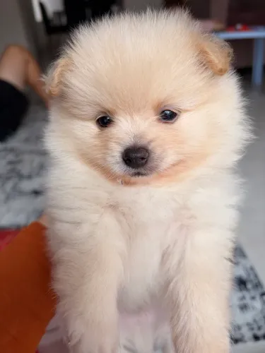 Filhotes de Spitz Alemão (Lulu da Pomerânia) Puros | Parcelamento Disponível