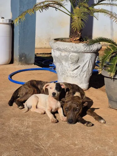 Doação de filhotes de cachorro 