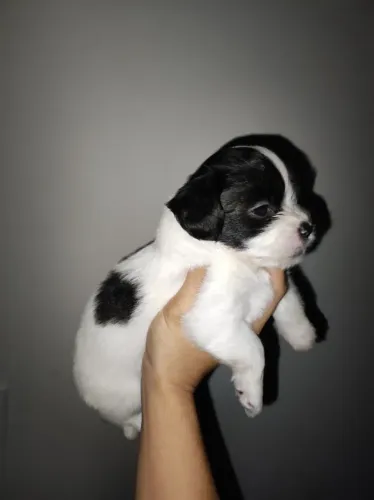 Shih Tzu macho 