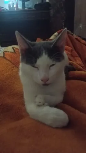 Gato 3 meses para adoção