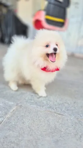 Fêmea/macho a pronta entrega Lulu da Pomerânia/spitz