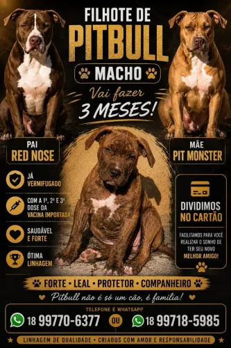 Pitbull 