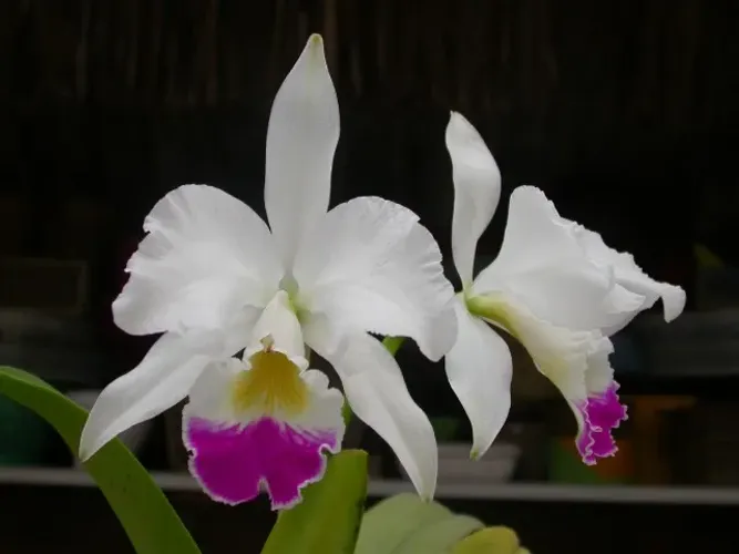 Orquídea Cattleya warneri semi alba