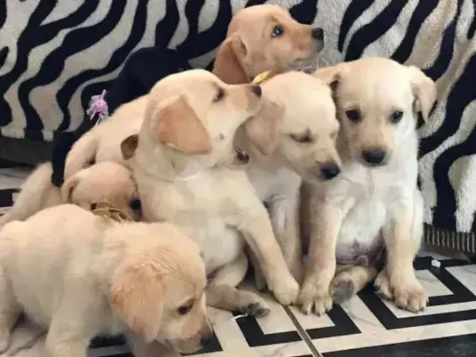 filhote de labrador pra adoção
