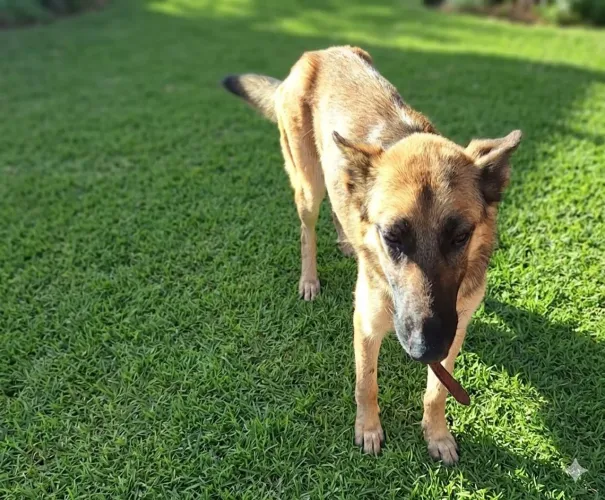 Cachorro Pastor Alemão Fêmea Adulta 1 ano