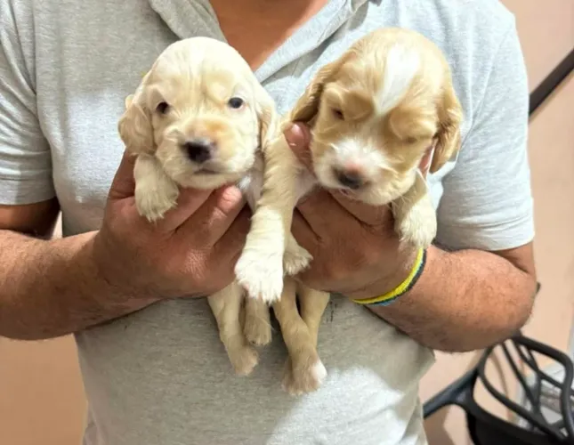 Cocker spaniel fêmea