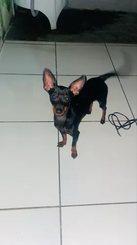 Pinscher para doação