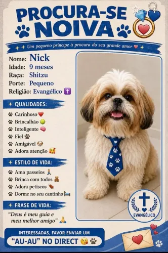 Shih Tzu macho procurando uma namorada para cruza.