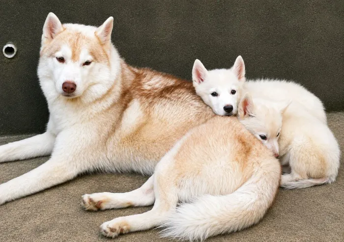 Husky Siberiano Branco Filhotes Puros de Verdade