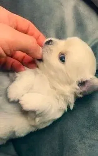 Chihuahua 