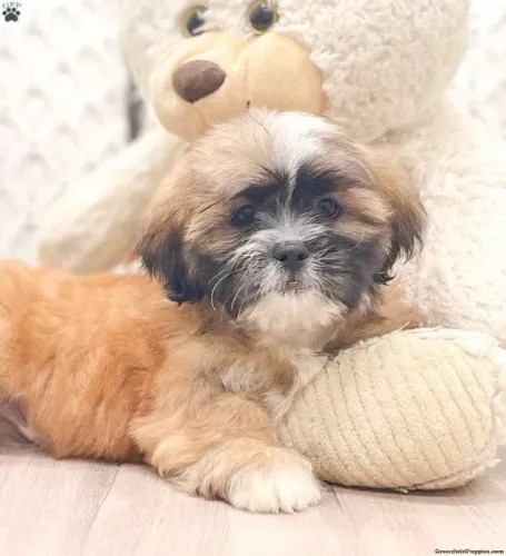 ?Lhasa Apso filhotes prontos para o lar?
