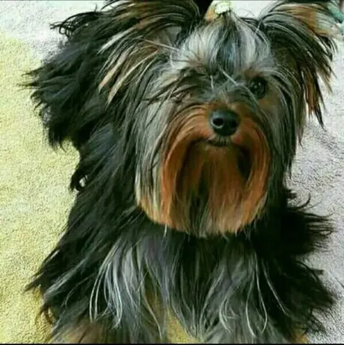 Vende-se Yorkshire com pedigree 
