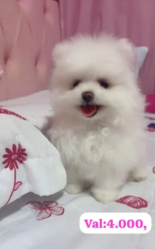 Lulu anão pura vacinada e vermifugada