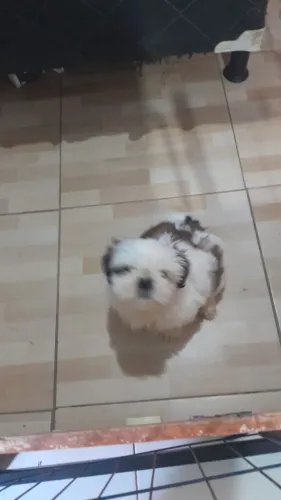 Vendo