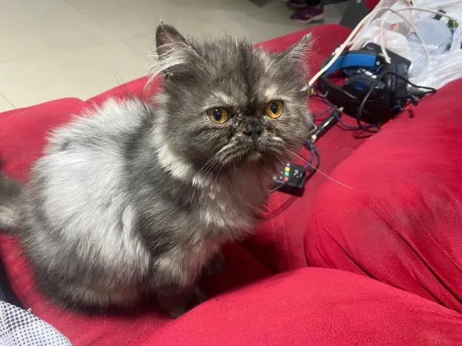 Gatinha persa