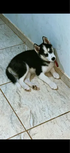 Cachorro