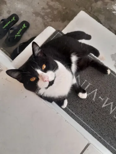 DOAÇÃO RESPONSÁVEL GATO BALNEÁRIO CAMBORIÚ