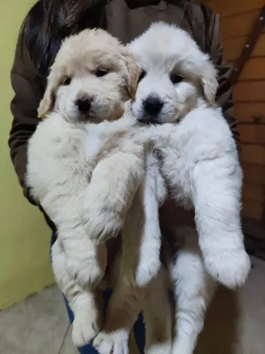Lindos Filhotes de Golden Retriever