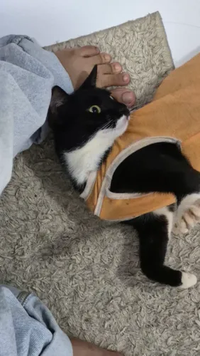 Gata Castrada para Adoção 