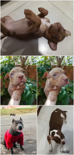 Filhote de AMERICAN BULLY e PITBULL