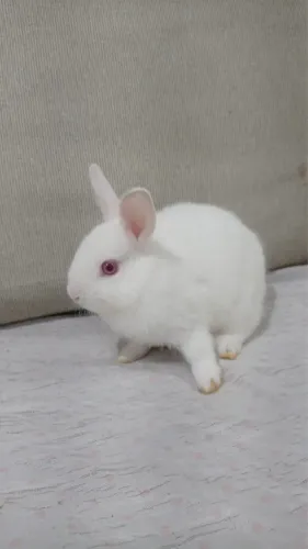 Vendo lindos filhotes de mini coelho