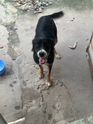 Doação de cachorro