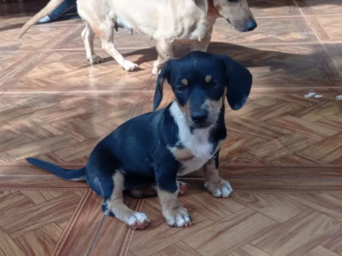 Dog
