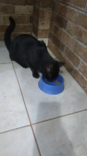 Doando esse gatinho