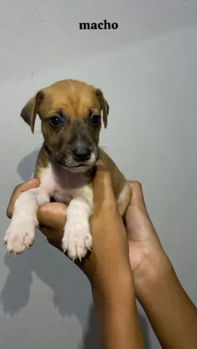 Filhotes de cachorros para adoção