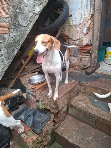 Vendo cachorro mestiço de americano
