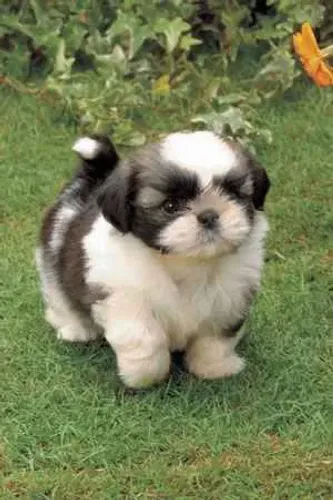 Filhote shih tzu, Leve para casa um pacotinho de fofura!
